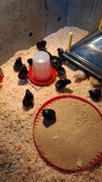 Amrock kuikens van sierkippen, Dieren en Toebehoren, Geslacht onbekend