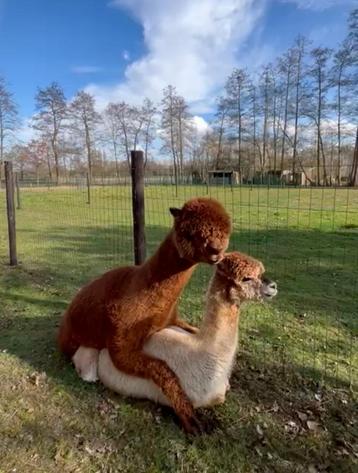 Prachtige alpaca dekhengst 4 jaar beschikbaar voor biedingen