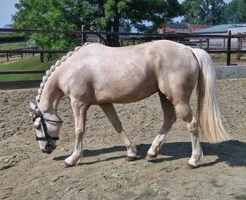 Prachtige palomino merrie 3j, Dieren en Toebehoren, Paarden, Merrie, Minder dan 160 cm, Gechipt, Zadelmak