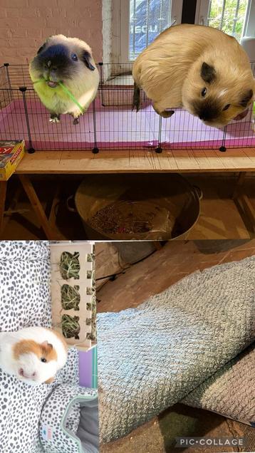 Cavia kooi met toebehoren beschikbaar voor biedingen