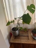 Monstera plant, Ophalen