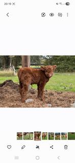 Schotse hooglander koe (geen stier), Animaux & Accessoires, Bovins