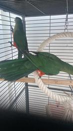 Konıngsparkıet, Dieren en Toebehoren, Vogels | Parkieten en Papegaaien
