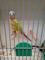 Pyrrhura molinae split suncheek, Dieren en Toebehoren