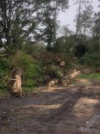 Hout gratis af te halen., 6 m³ ou plus, Enlèvement, Autres essences de bois, Troncs d'arbres