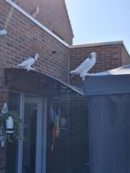 gentse kropper, Dieren en Toebehoren, Vogels | Duiven, Kropper