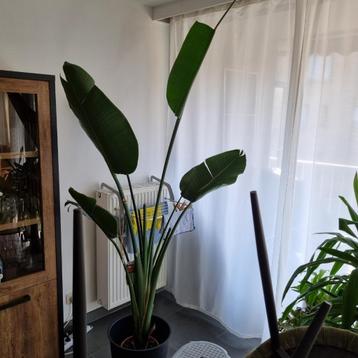 strelitzia augusta  beschikbaar voor biedingen