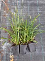 Carex morrowii irish green, Ophalen