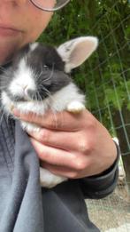 Hangoor konijn, Dieren en Toebehoren, Konijnen, Vrouwelijk, Hangoor, 0 tot 2 jaar