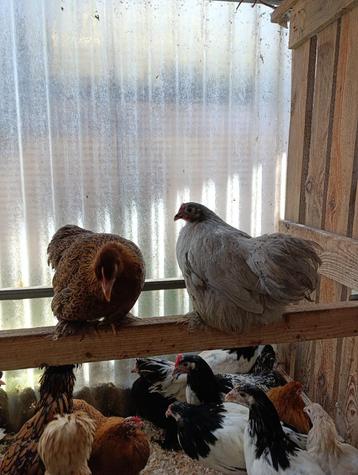 handtamme cochin krielen + vele andere kriel rassen, Dieren en Toebehoren, Pluimvee, Vrouwelijk, Kip