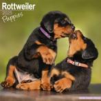 Calendrier Chiots Rottweiler 2025, Enlèvement ou Envoi, Calendrier annuel, Neuf