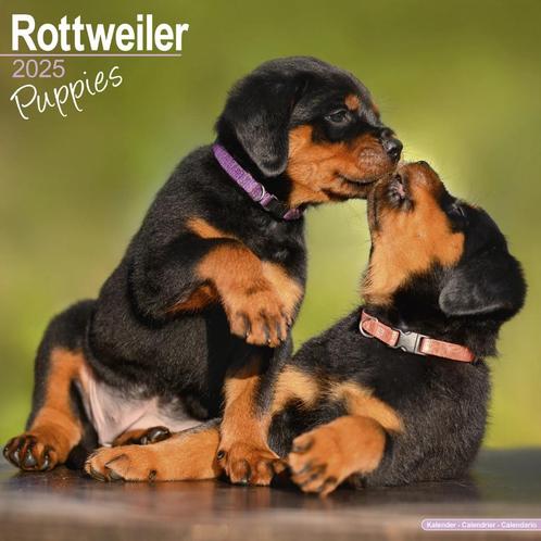 Calendrier Chiots Rottweiler 2025, Divers, Calendriers, Neuf, Calendrier annuel, Enlèvement ou Envoi