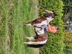 Mooie bonte ruin, Dieren en Toebehoren, Paarden, Ruin, Zadelmak, 3 tot 6 jaar, Gechipt