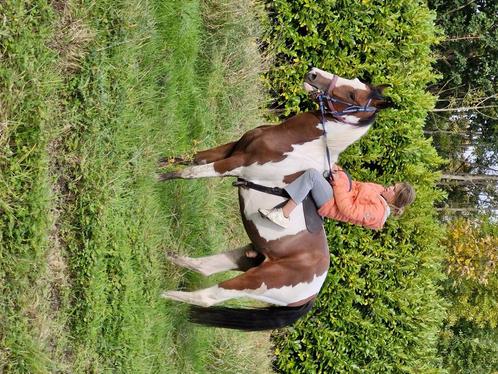 Mooie bonte ruin, Dieren en Toebehoren, Paarden, Ruin, Zadelmak, 160 tot 165 cm, 3 tot 6 jaar, Recreatiepaard, Gechipt, Ontwormd