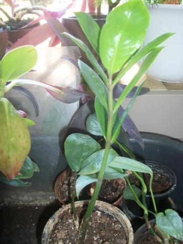 Zamioculcas of Zz-plant beschikbaar voor biedingen