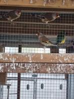 Kruising distelvink x kanarie, Dieren en Toebehoren