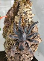 Avicularia avicularia 0.1 adult van 4j, Dieren en Toebehoren, Spin of Schorpioen