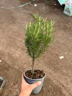 Rosemarijn op stam, Tuin en Terras, Planten | Bomen, Ophalen