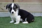 Prachtige Welsh Corgi Cardigan pups (ouders aanwezig), Dieren en Toebehoren, Honden | Herdershonden en Veedrijvers, België, Overige rassen