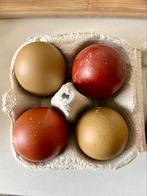 Oeufs fécondés olive egger (F1 & F2), Poule ou poulet, Sexe inconnu