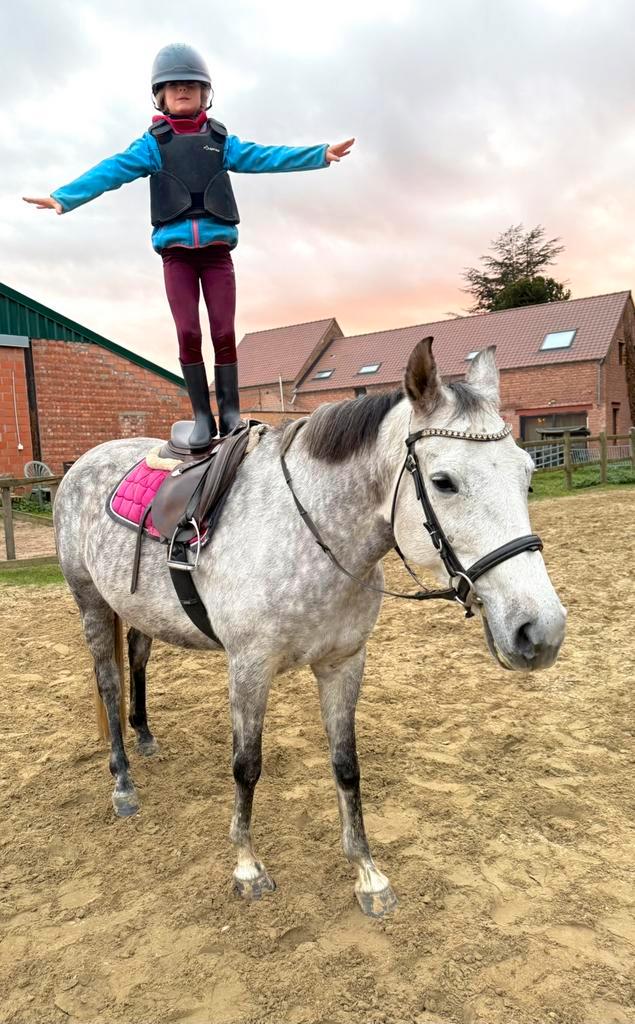 Super brave 8j merrie, Dieren en Toebehoren, Paarden, Merrie, B