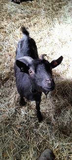 "Moederke met kleintjes", Dieren en Toebehoren, Meerdere dieren, Geit, 0 tot 2 jaar