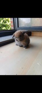 Raszuiver minilop konijn uk lijn in ouders en voor...., Dieren en Toebehoren, Konijnen