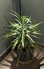 Dracaena Kamerplant, Tuin en Terras, Planten | Tuinplanten, Ophalen