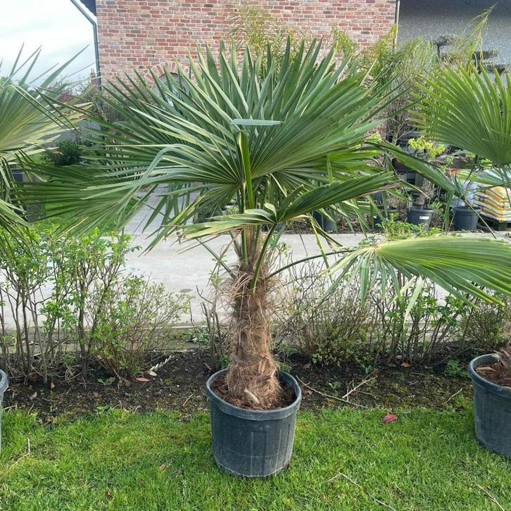 Tracycarpus Fortunei stamhoogte 50-60 cm, Tuin en Terras, Planten | Tuinplanten, Bodembedekkers, Ophalen of Verzenden