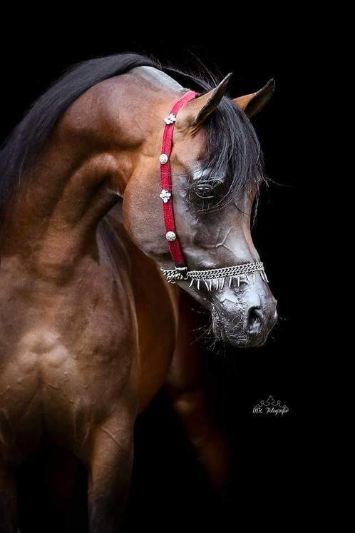 Arabische volbloed hengst TER DEKKING arabier dekhengst, Dieren en Toebehoren, Paarden en Pony's | Dekhengsten en Fokmerries, Hengst