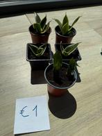 Sanseveria’s (vrouwentongen), Ophalen