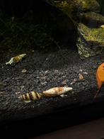 Helena slakken, Dieren en Toebehoren, Vissen | Aquariumvissen, Kreeft, Krab of Garnaal, Zoetwatervis