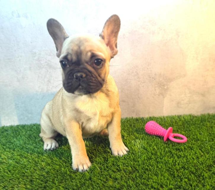 Prachtige Franse Bulldog Pup, Dieren en Toebehoren, Honden | Bulldogs, Pinschers en Molossers, Teef, Bulldog, Fokker | Hobbymatig