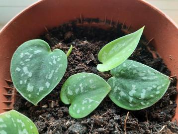 Scindapsus pictus stekjes beschikbaar voor biedingen