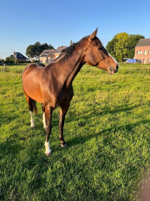 Merrie, Dieren en Toebehoren, Paarden, Merrie, Zadelmak, 165 tot 170 cm, 3 tot 6 jaar, Springpaard, Met stamboom