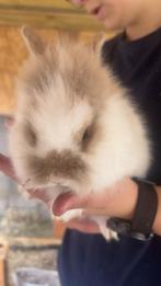 Konijntje, Dieren en Toebehoren, Konijnen