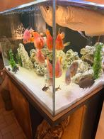 Uniek, vierkante, op maat gemaakte aquarium 600l, Dieren en Toebehoren, Ophalen, Zo goed als nieuw