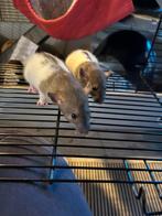 Gratis baby dumbo ratjes (5stuks mannetjes), Animaux & Accessoires