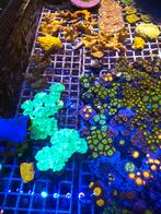 Stekken uit eigen zeeaquarium, Ophalen of Verzenden, Nieuw, Overige typen
