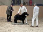 Rescue van Subster Essen, Shetland dekhengstje, Poney de récréation, Poney A (jusqu'à 1.17 m), Avec pedigree, 3 à 6 ans
