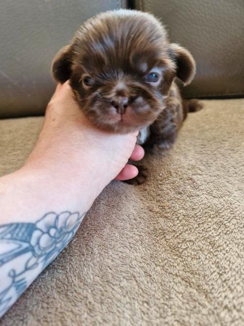 Shih tzu pups, Dieren en Toebehoren, Honden | Chihuahua's en Gezelschapshonden, Meerdere dieren, Overige rassen, Fokker | Hobbymatig