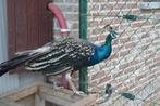 Koppel zwartvleugel pauwen., Dieren en Toebehoren, Pluimvee