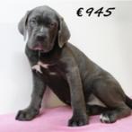 American Bully XXL x Mastino - machtige pups te koop, 15 weken tot 1 jaar, Buitenland, CDV (hondenziekte), Meerdere