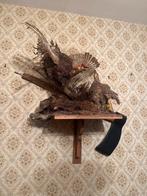 Vintage taxidermie– jachtscène – decoratief wandstuk, Enlèvement, Comme neuf