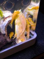 Albino ancistrussen, Dieren en Toebehoren, Vis, Zoetwatervis
