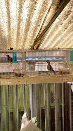 Koppel zanglijster, Dieren en Toebehoren, Vogels | Overige Vogels, Meerdere dieren, Wildzangvogel, Geringd