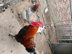 Haan gratis, Dieren en Toebehoren, Mannelijk, Kip