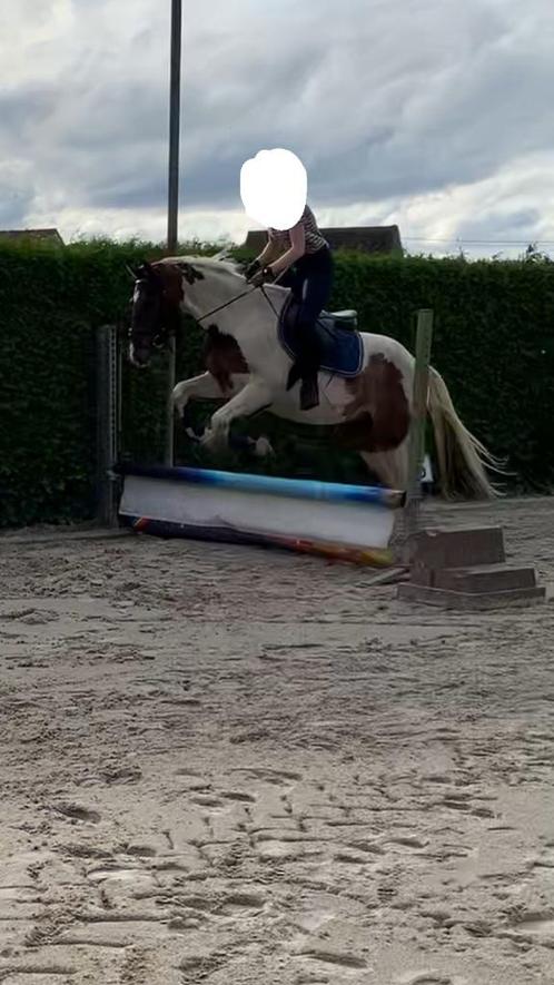 Halve stal, Dieren en Toebehoren, Pony's, Ruin, L, E pony (1.48m - 1.57m), Springpony, 7 tot 10 jaar, Met stamboom, Gechipt, Ontwormd