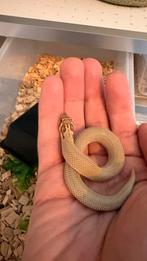 Heterodon nasicus Arctic Superconda (nakweek 2025), Dieren en Toebehoren, Slang, Tam, 0 tot 2 jaar