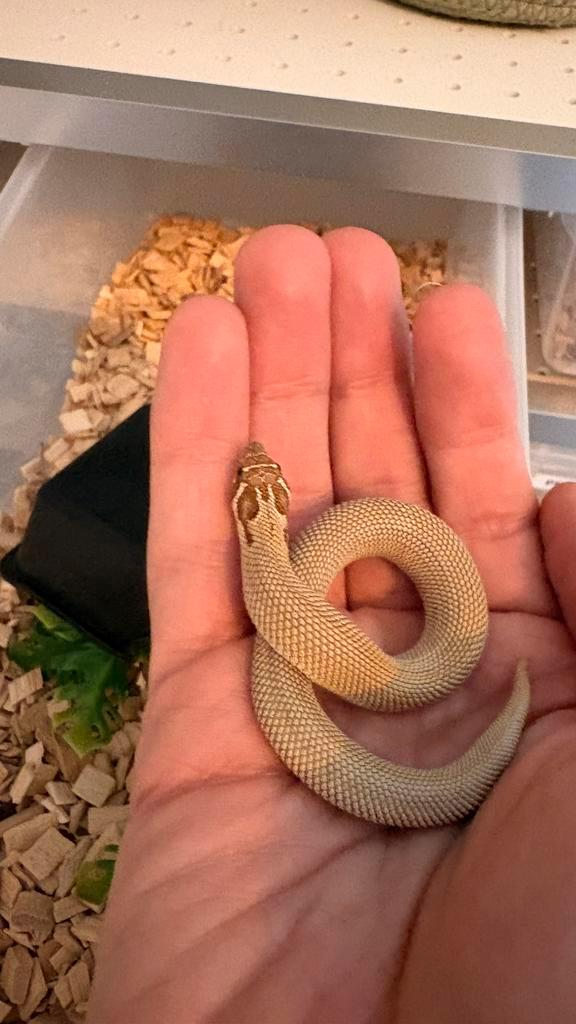 Heterodon nasicus Arctic Superconda (nakweek 2025), Dieren en Toebehoren, Reptielen en Amfibieën, Slang, 0 tot 2 jaar, Tam